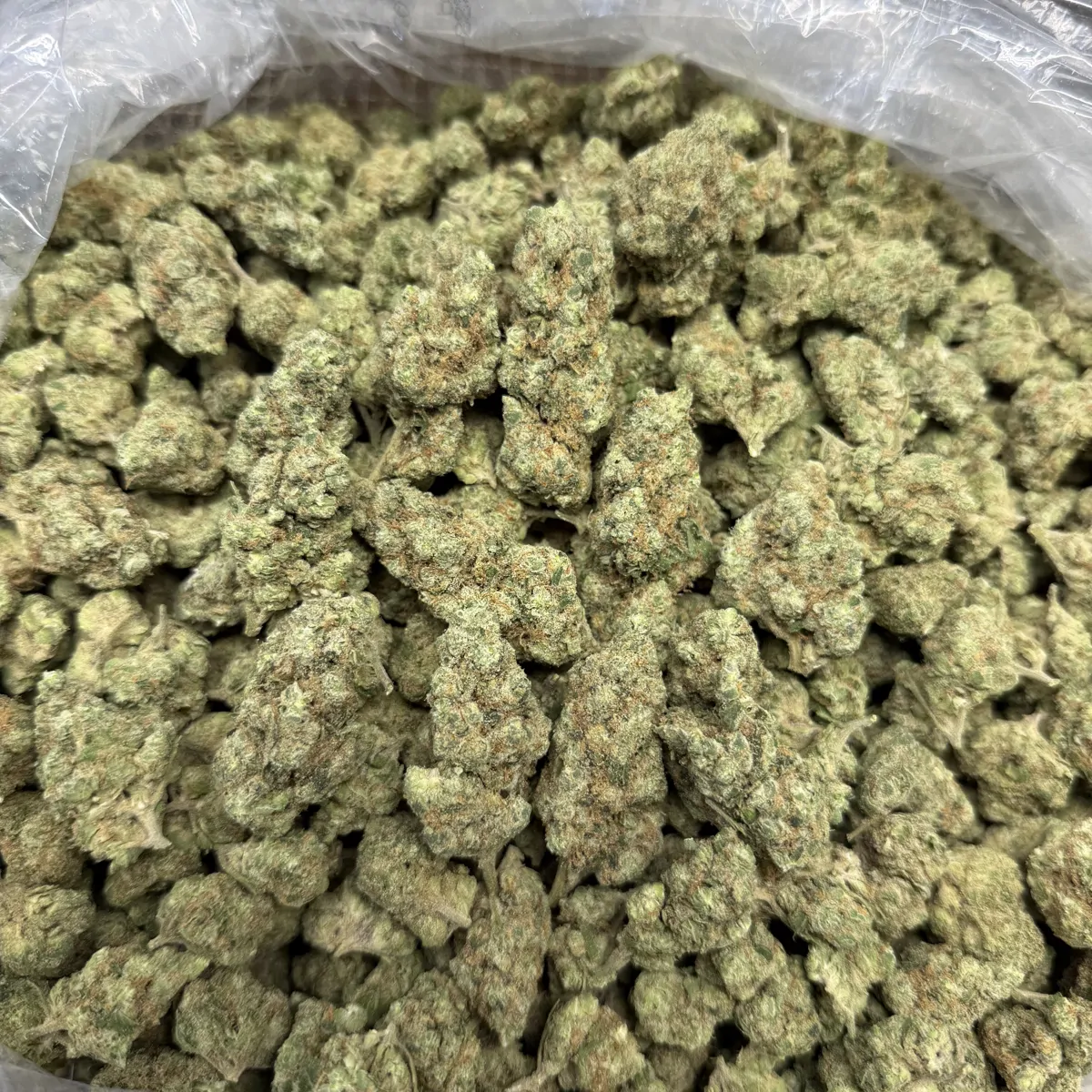 Gmo Flower